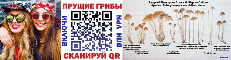 Купить где  Севастополь  Галлюциногенные грибы Cubensis 